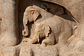 Mamallapuram - Tamil Nadu. The Arjuna's Penance. 